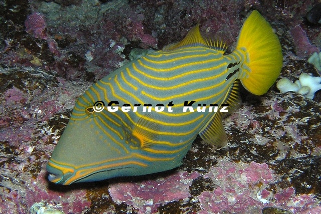 Balistapus_undulatus__Gelbschwanz-Dr__ckerfisch_2_1.jpg