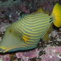 Balistapus undulatus  Gelbschwanz-Dr  ckerfisch 2 1
