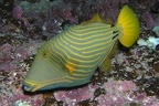 Balistapus undulatus  Gelbschwanz-Dr  ckerfisch 2 1
