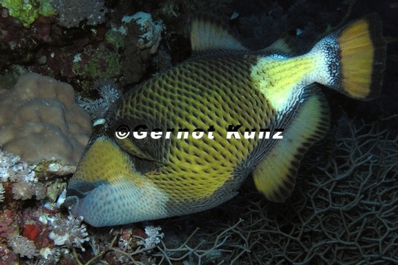 Balistoides viridescens  Riesen-Dr  ckerfisch 9 2