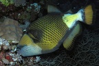 Balistoides viridescens  Riesen-Dr  ckerfisch 9 2