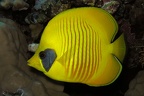 Chaetodon semilarvatus  Masken-Falterfisch 3 8