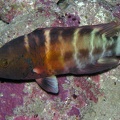 Cheilinus fasciatus  Rotbrust-Prachtlippfisch 3 1