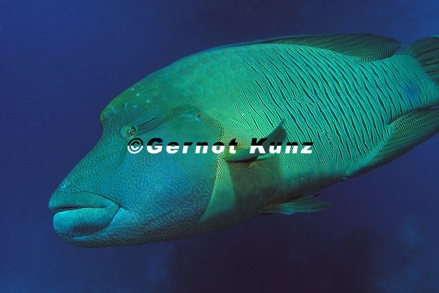 Cheilinus_undulatus__Napoleon_4_2.jpg
