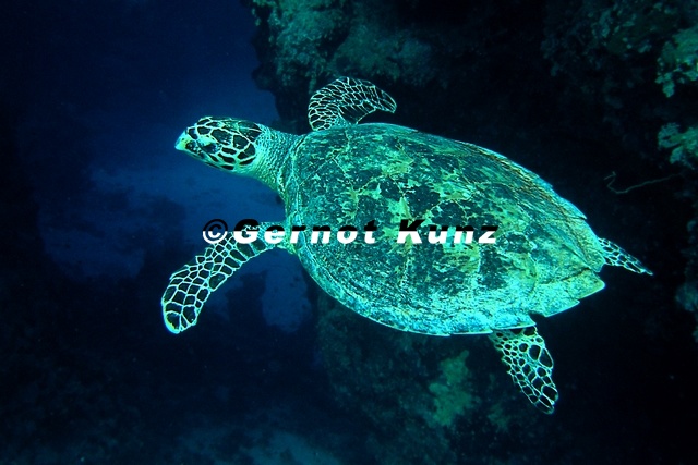 Chelonia mydas  Suppenschildkr  te 4 2
