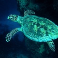Chelonia mydas  Suppenschildkr  te 4 2