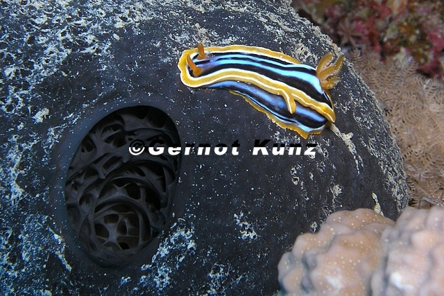 Chromodoris_quadricolor__Pyjama_Chromodoris_2_2.jpg