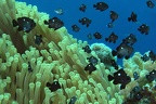 Dascyllus trimaculatus  Dreifleck-Preussenfisch 2 1