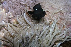 Dascyllus trimaculatus  Dreifleck-Preussenfisch 7 2