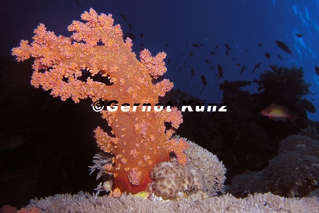 Dendronephthya_sp___Stachelige_Prachtkoralle_1_2.jpg