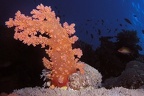 Dendronephthya sp   Stachelige Prachtkoralle 1 2
