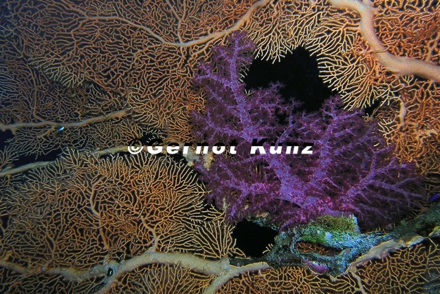 Dendronephythya_klunzingeri__Klunzingers_Weichkoralle_9_2.jpg