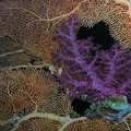 Dendronephythya klunzingeri  Klunzingers Weichkoralle 9 2