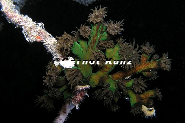 Dendrophyllia_sp__c8_2.jpg