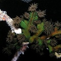 Dendrophyllia sp  c8 2