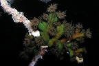 Dendrophyllia sp  c8 2