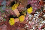 Dendrophyllia sp  cf6 2