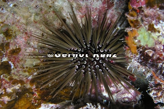 Echinometra mathaei  Matheus Seeigel 3 2