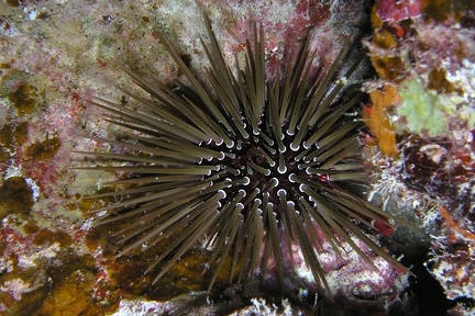 Echinometra mathaei  Matheus Seeigel 3 2