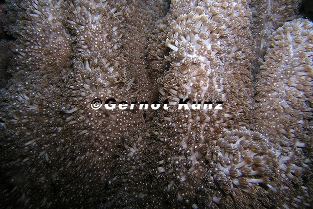Goniopora_planulata__Margheriten-Koralle_2_2.jpg