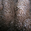 Goniopora planulata  Margheriten-Koralle 2 2