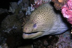 Gymnothorax javanicus  Riesenmuraene 1 2