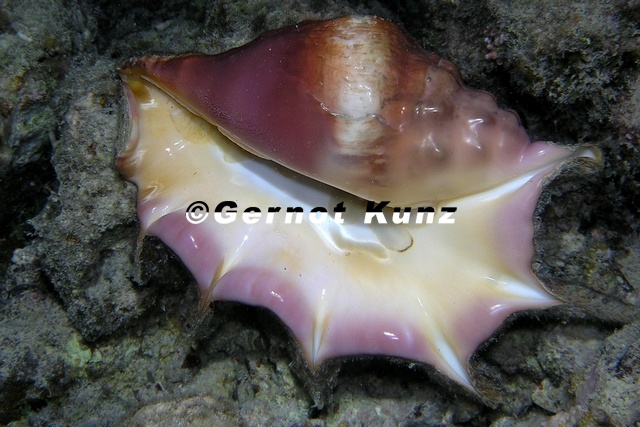 Lambis_lambis__Gew__hnliche_Spinnenschnecke_3_2.jpg