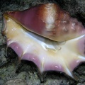Lambis lambis  Gew  hnliche Spinnenschnecke 3 2