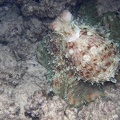 Octopus macropus  Wei  fleck Krake 5 2