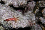 Ophidiaster hemprichi  Hemprichs Seestern  cf8 1