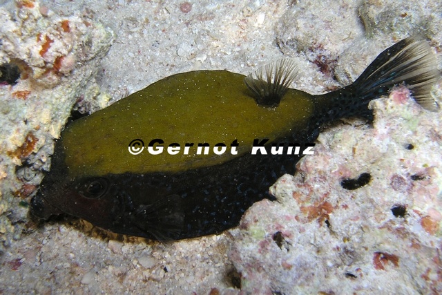 Ostracion_cyanurus__Arabischer_Kofferfisch_1_2.jpg