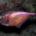 Pempheris adusta  D  sterer Beilbauchfisch 1 2