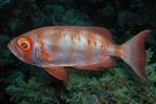 Priacanthus hamrur  Gewoehnlicher Grossaugenbarsch 2 2
