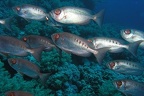 Priacanthus hamrur  Gewoehnlicher Grossaugenbarsch 4 8