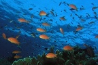 Pseudanthias squamipinnis  Juwelen-Fahnenbarsch 1 2