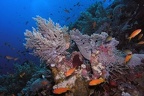 Pseudanthias squamipinnis  Juwelen-Fahnenbarsch 8 8