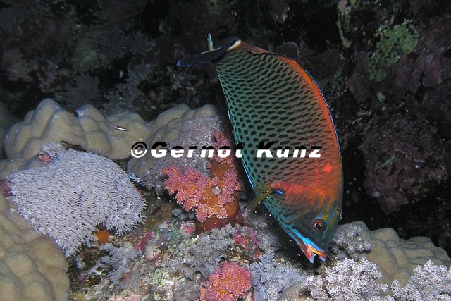 Pseudodax_moluccans__Mei__elzahn-Lippfisch_19_8.jpg