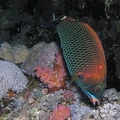 Pseudodax moluccans  Mei  elzahn-Lippfisch 19 8