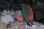 Pseudodax moluccans  Mei  elzahn-Lippfisch 19 8