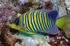 Pygoplites diacanthus  Pfauen-Kaiserfisch 1 2
