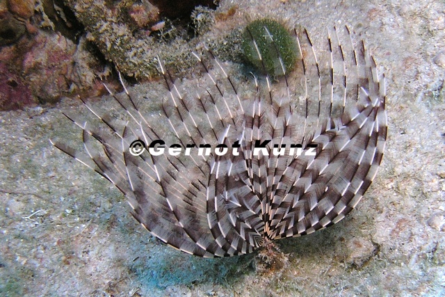 Sabella_sp___Sandr__hrenwurm_1_2.jpg
