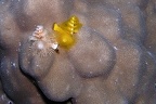 Spirobranchus giganteus  Weihnachtswurm 6 2