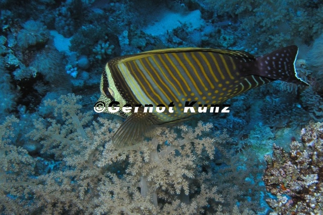 Zebrasoma_desjardinii__Indischer_Segelflossendoktor_3_1.jpg