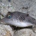 Canthigaster margaritata  Rotmeer-Spitzkopfkugelfisch 1 2
