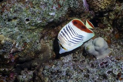 Chaetodon paucifasciatus  Rotmeer-Winkelfalterfisch 3 2