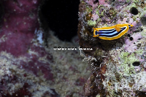 Chromodoris quadricolor  Pyjama-Sternschnecke 9 2