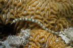 Corythoichthys flavovasciatus  Netz-Seenadel 1 2