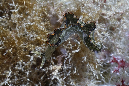 Elysia ornata  Ornat-Saftsauger 9 2