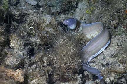 Gymnothorax griseus  Graue Mur  ne 1 2