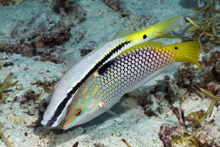 Haliocheres hortulanus  Schachbrett-Junker 5 2